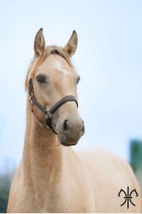 Photo cheval a vendre RASPUTINE DE LA GESSE